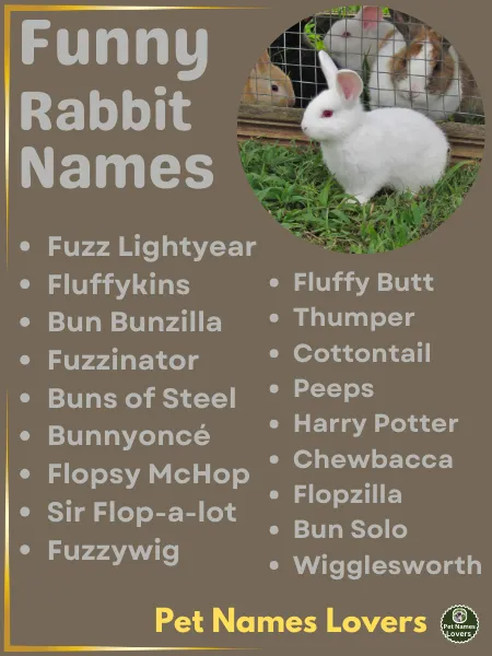 Funny Rabbit Names