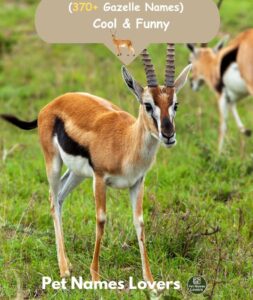 Gazelle Names