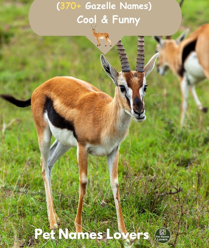 Gazelle Names