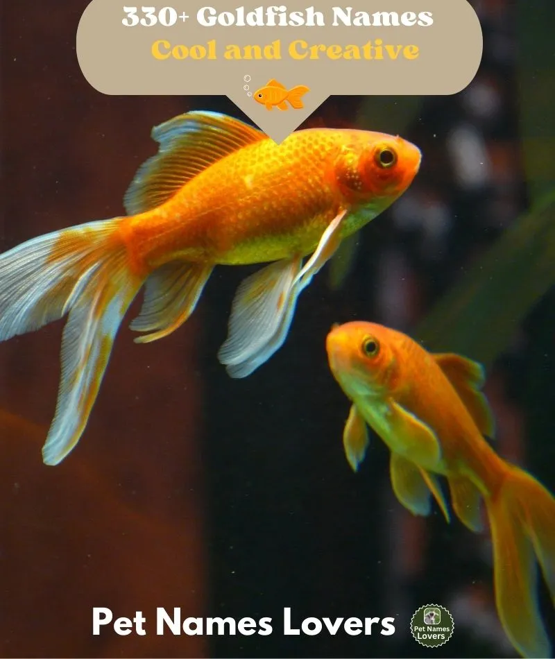 Goldfish Names