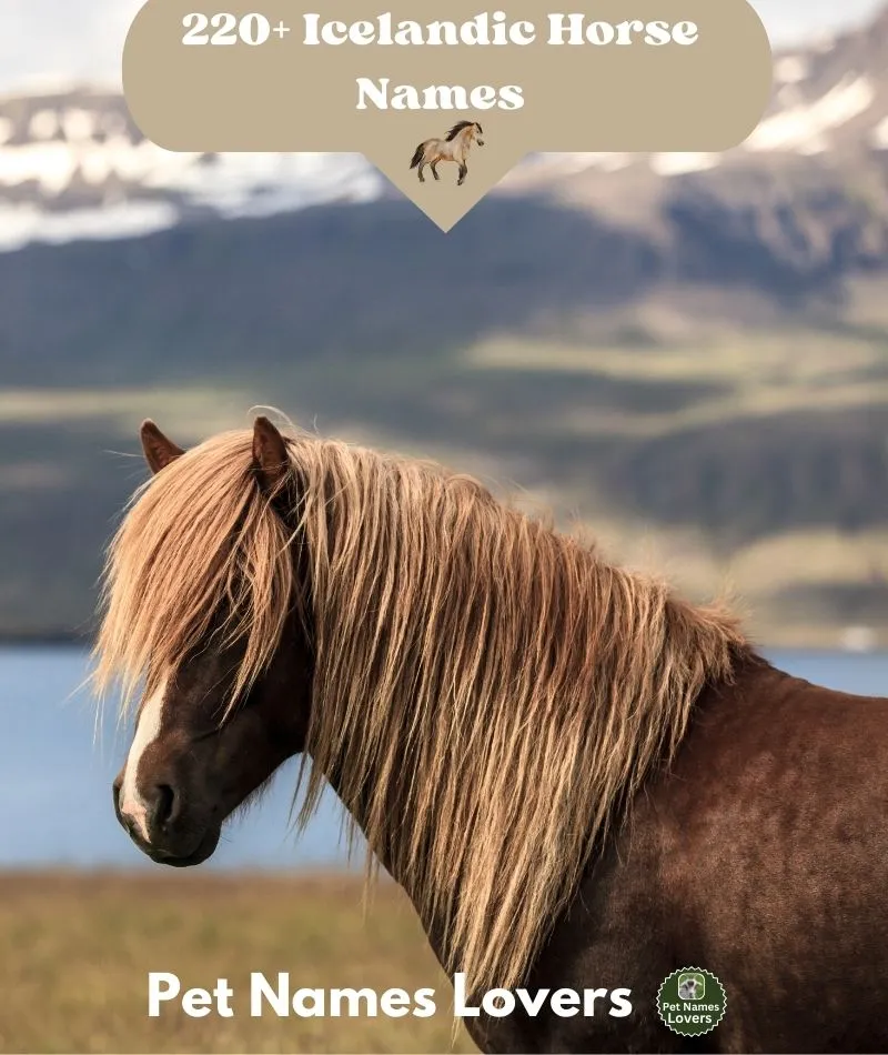 Icelandic Horse Names