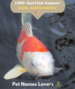 Koi Fish Names