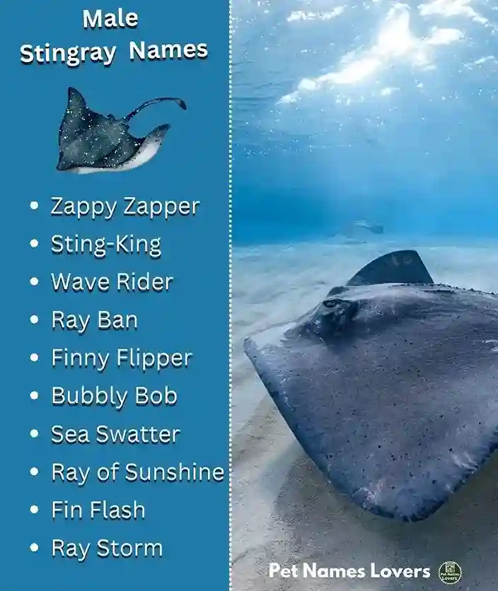 Stingray Names Male