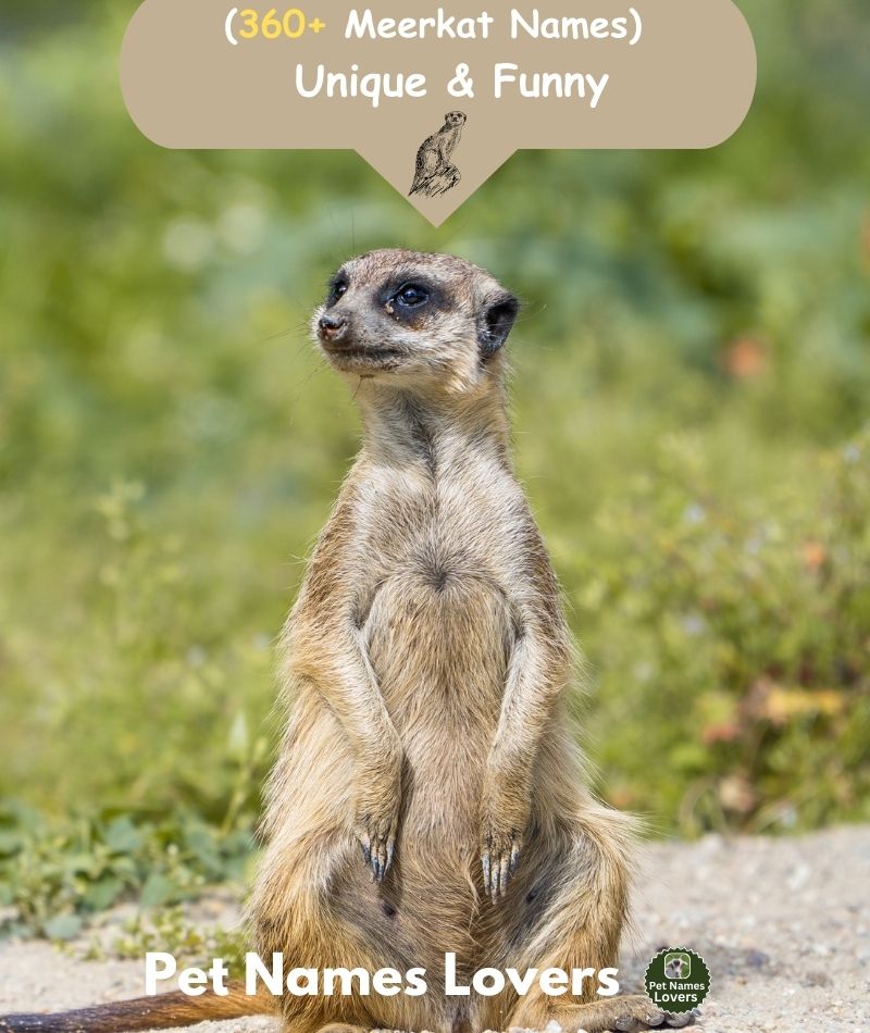 Meerkat Names