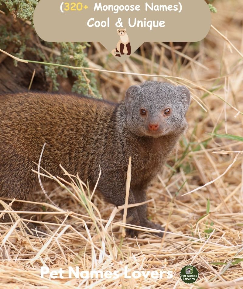 Mongoose Names