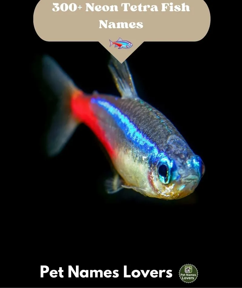 Neon Tetra Fish Names