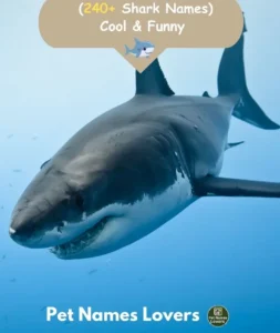 Shark Names
