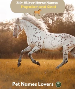 Silver Horse Names