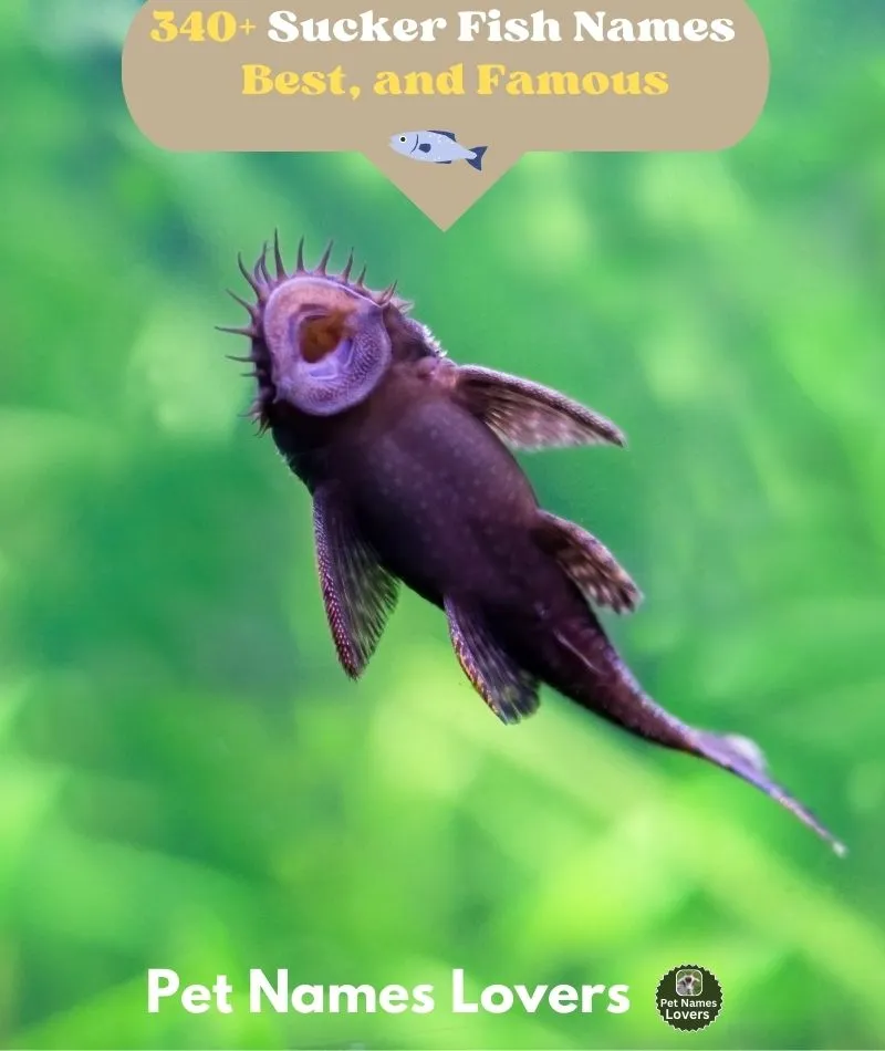 Sucker Fish Names