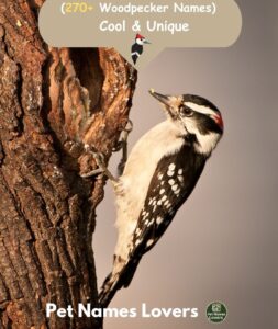 Best Woodpecker Names