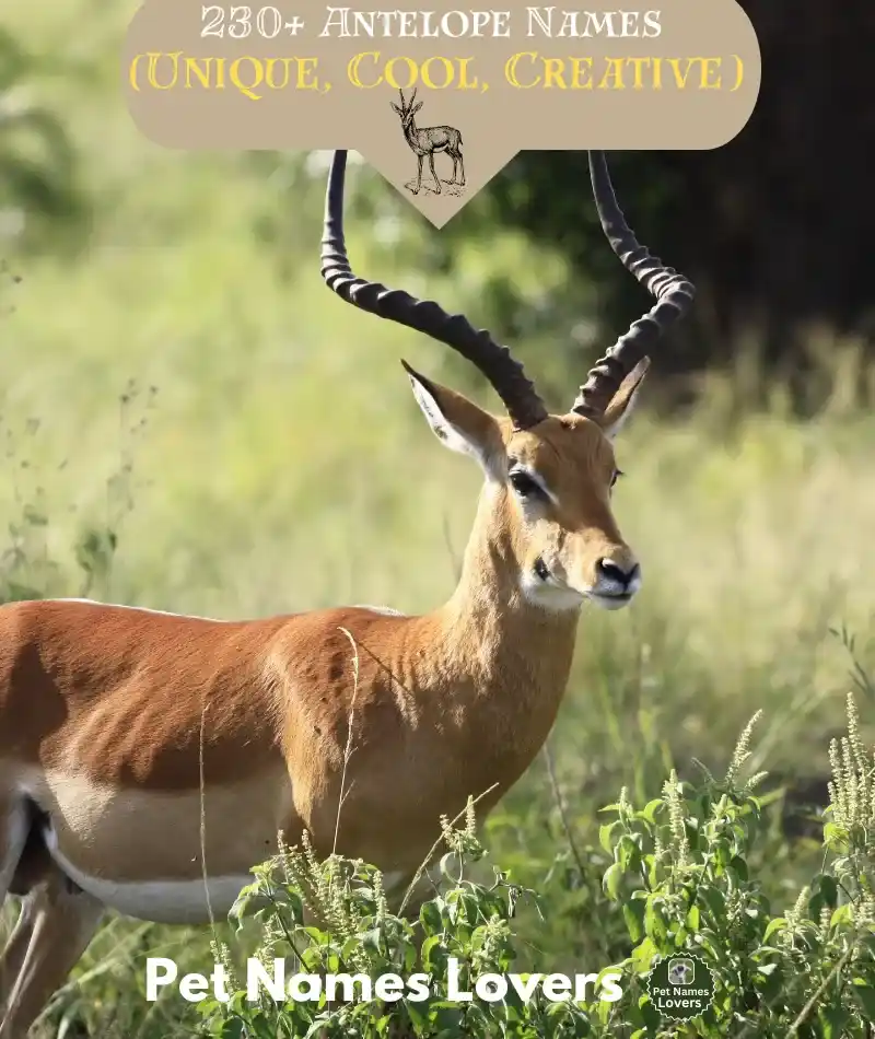 Antelope Names