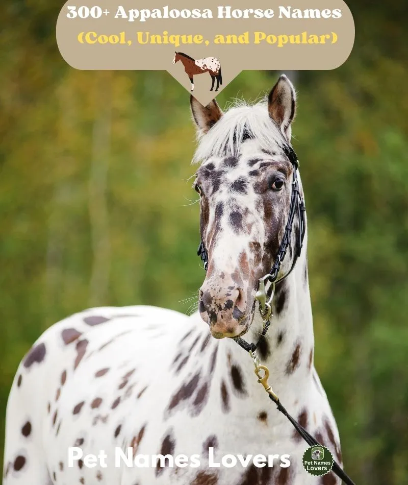 Appaloosa Horse Names