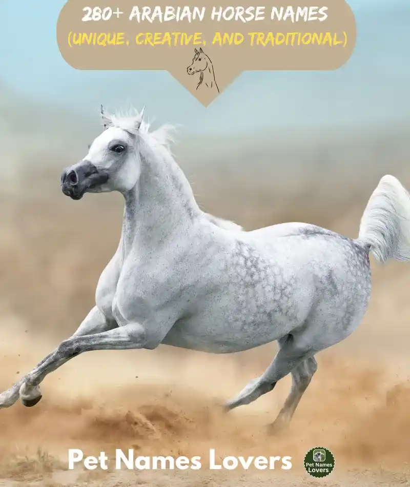 Arabian Horse Names