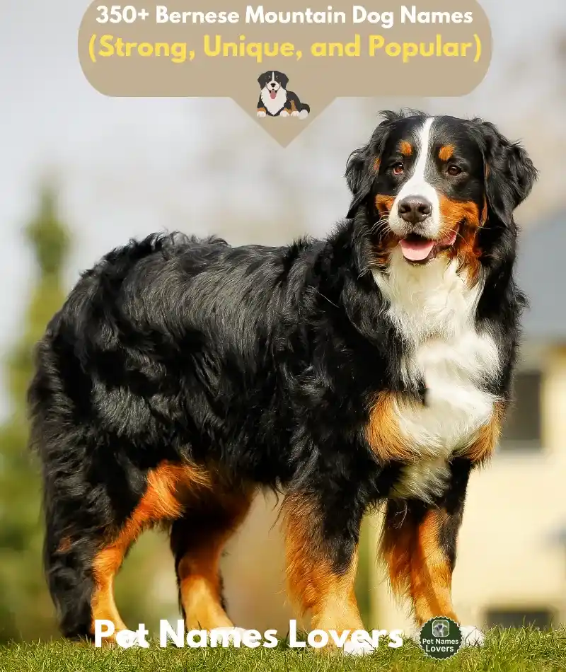 Bernese Mountain Dog Names