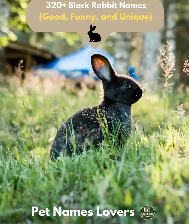 Black Rabbit Names