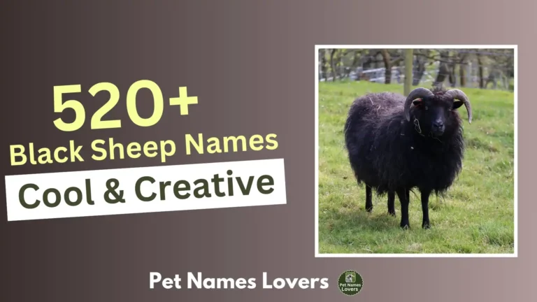 Black Sheep Names