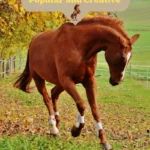 Brown Horse Names