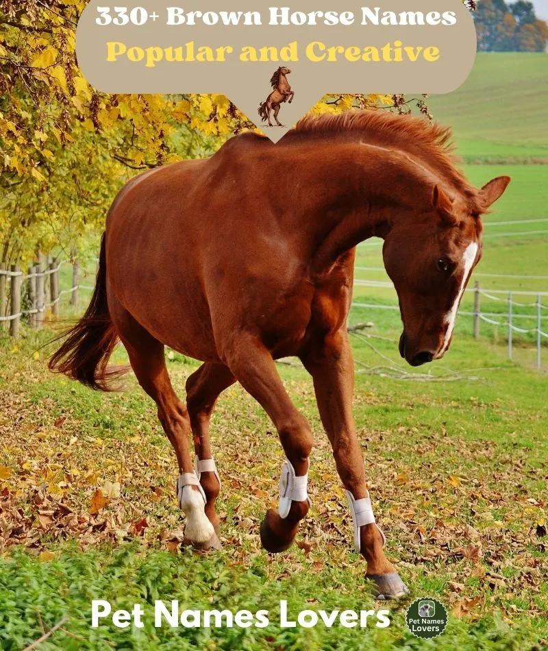 Brown Horse Names