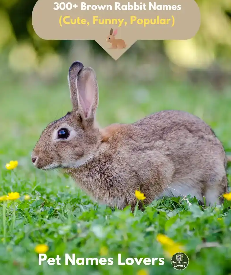 Brown Rabbit Names