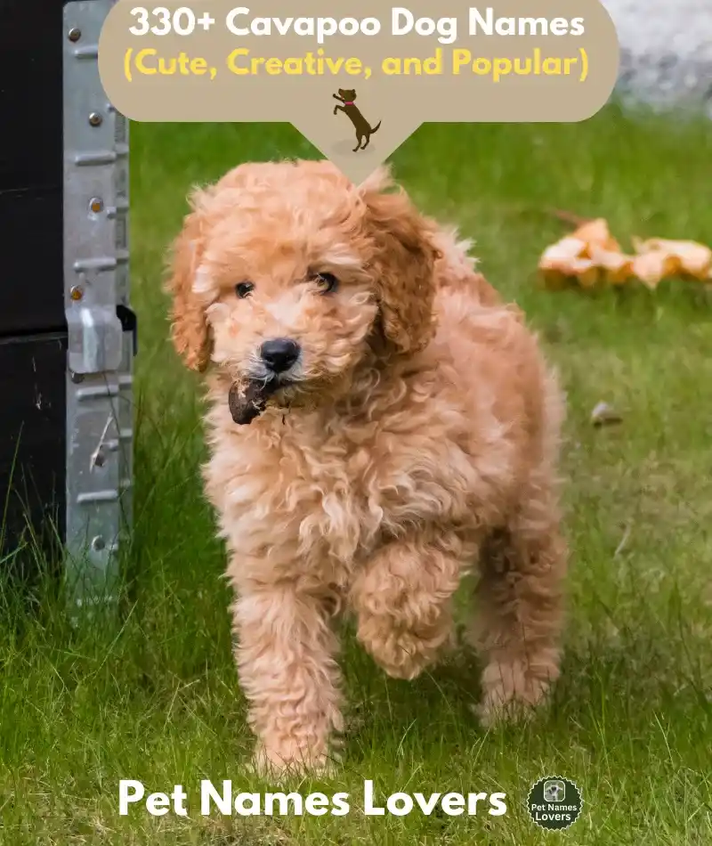 Cavapoo Dog names