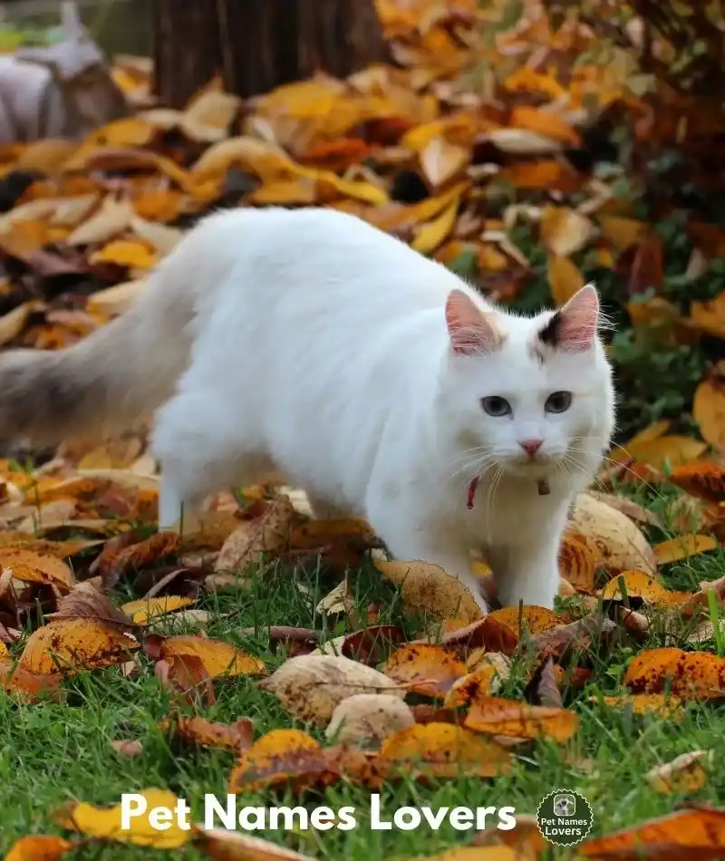 Cute Fall Names For Cats