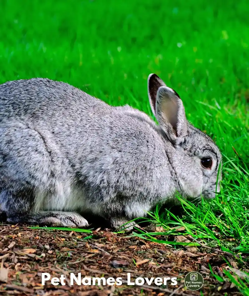 Cute Gray Rabbit Names