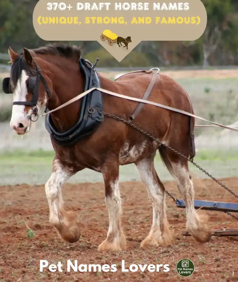 Draft Horse Names