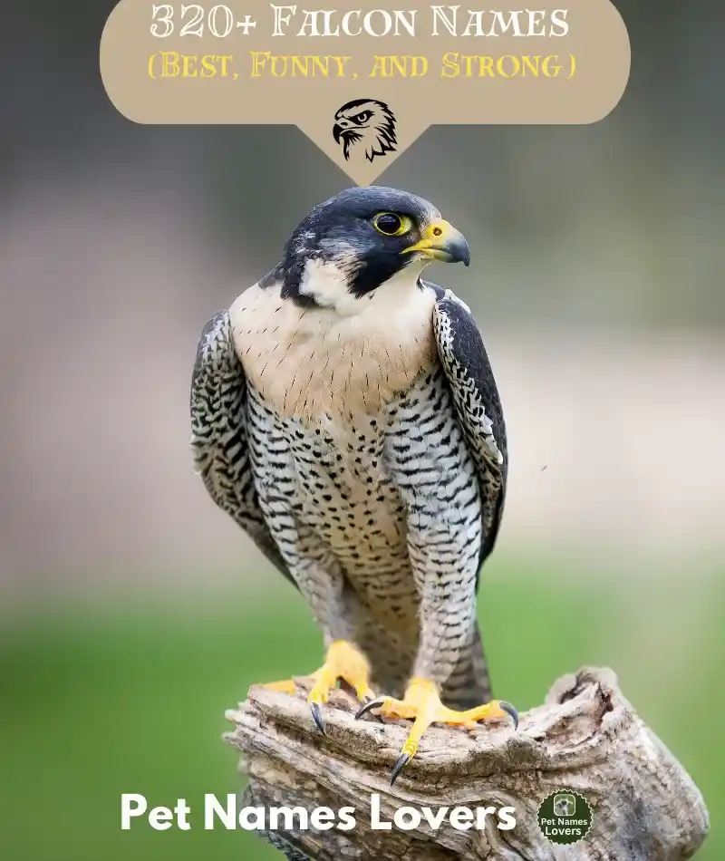 Falcon Names