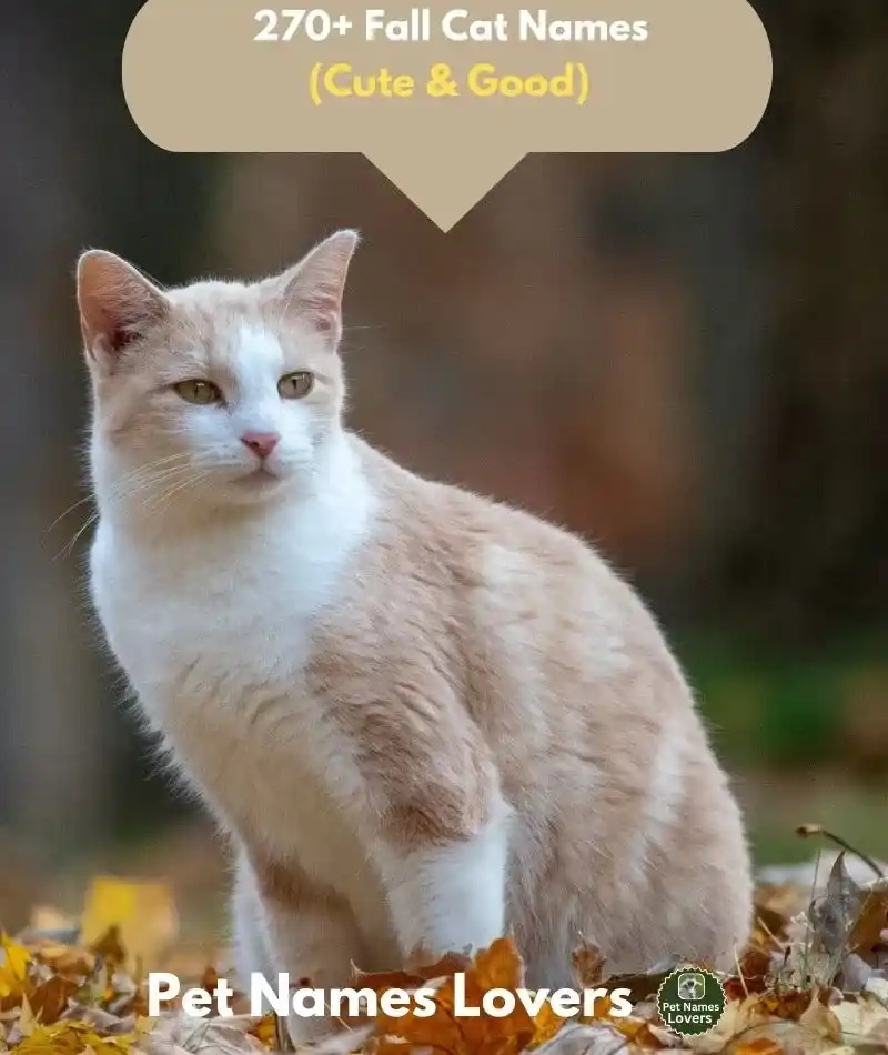 Fall Cat Names 1