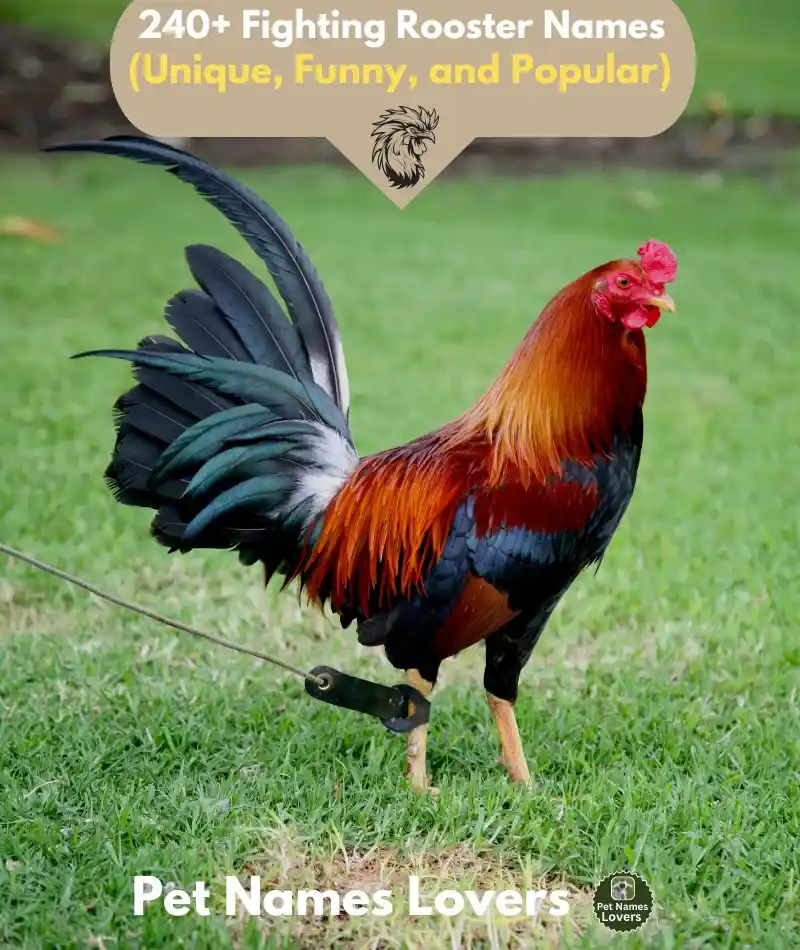 Fighting Rooster Names