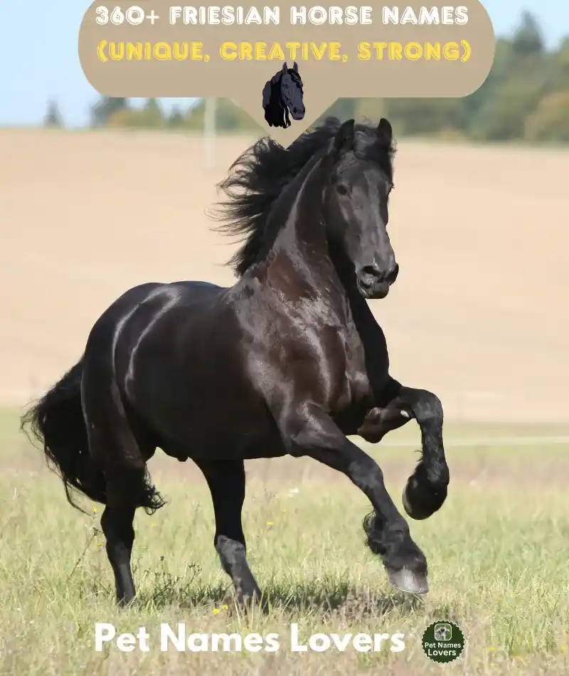 Friesian Horse Names