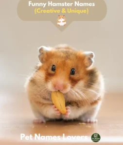 Funny Hamster Names