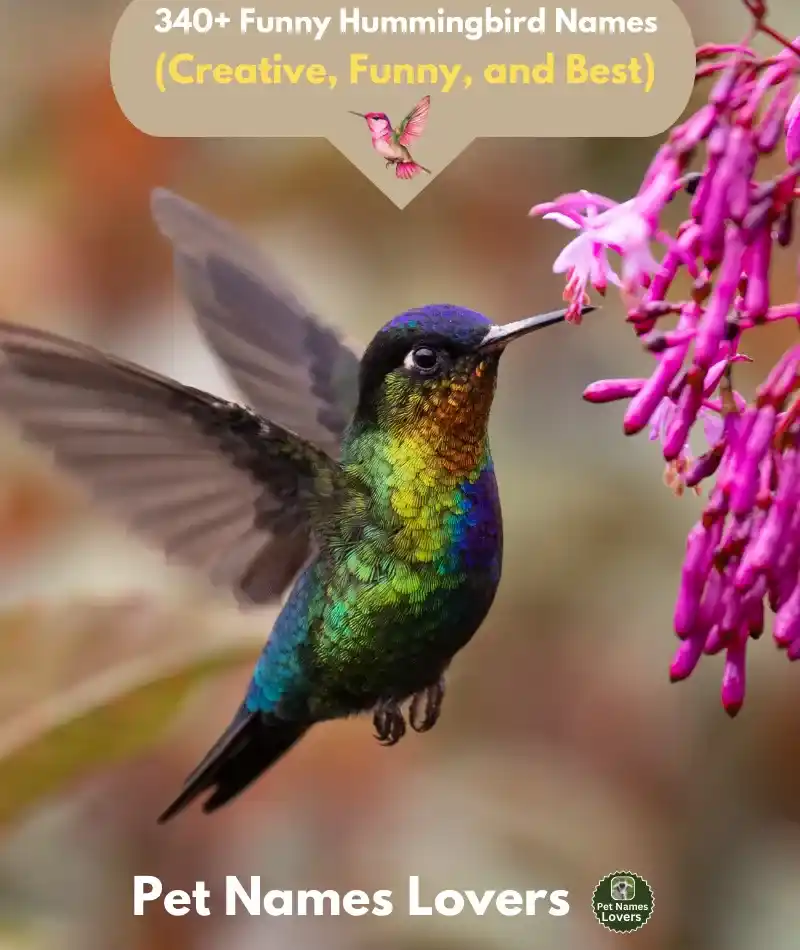 Funny Hummingbird Names