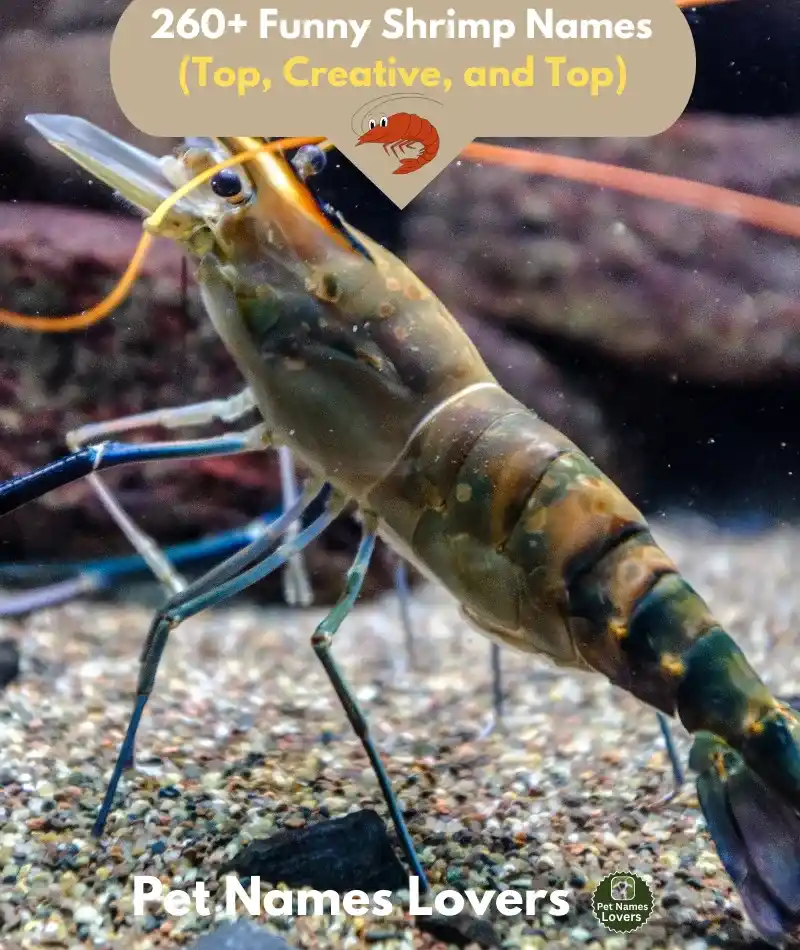 Funny Shrimp Names