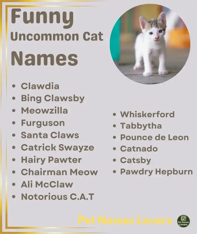 Funny Uncommon Cat Names