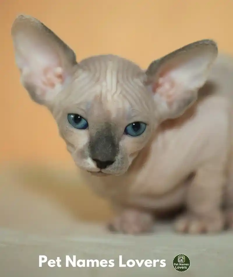 Funny hairless cat names