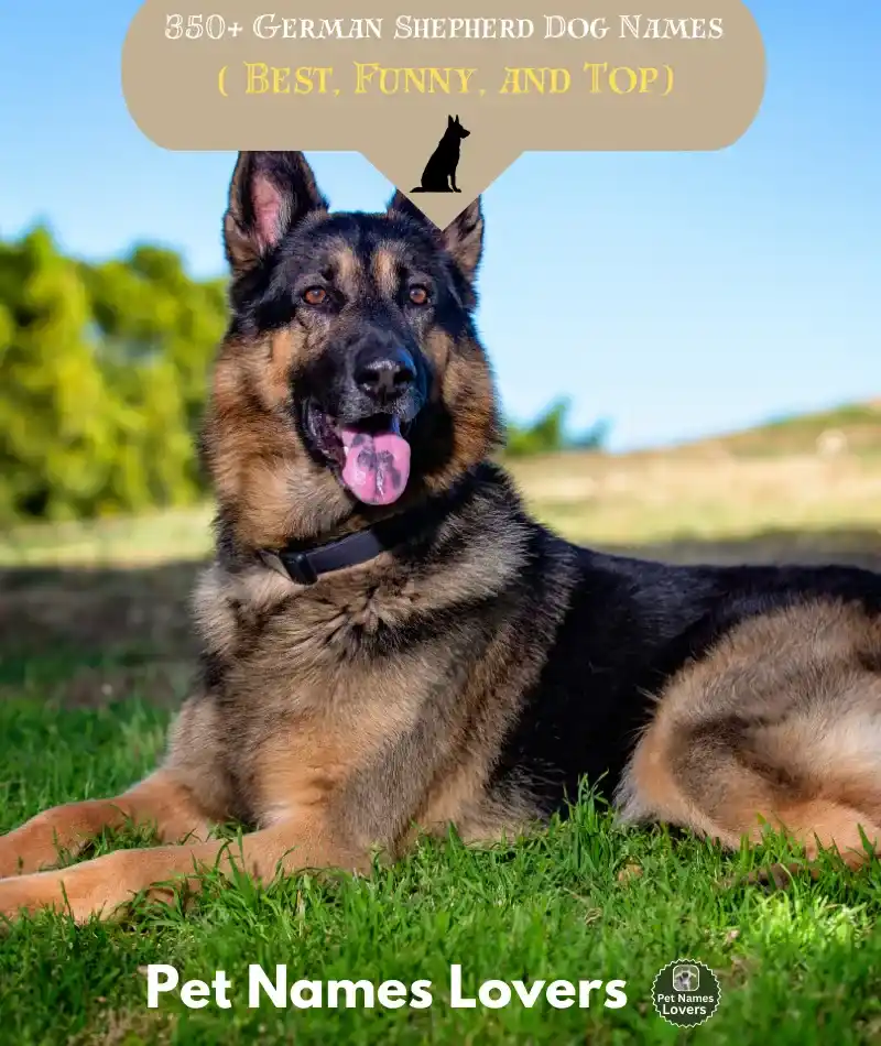 German Shepherd Dog Names