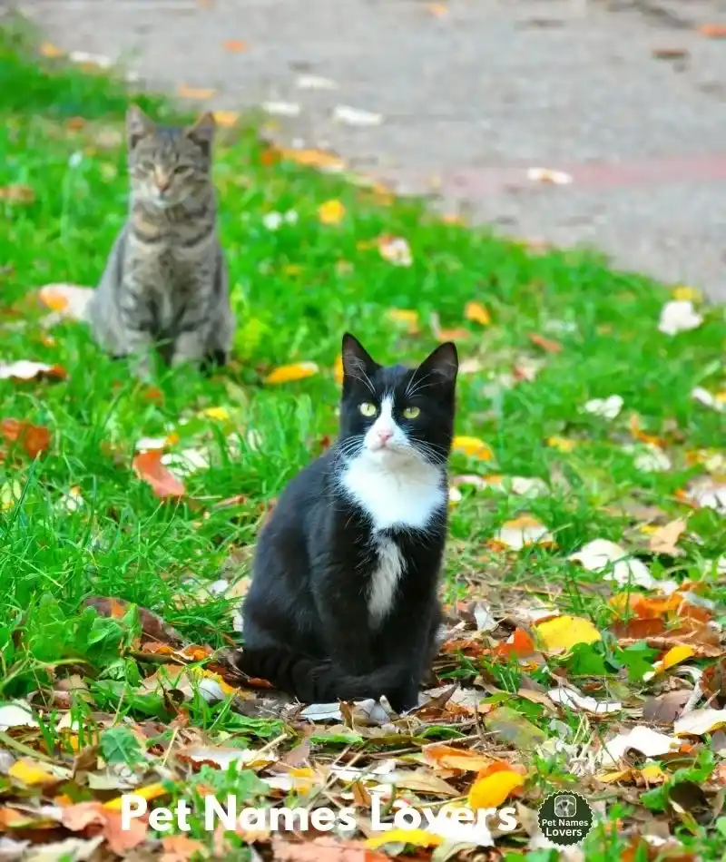 Good Sister Cat Names