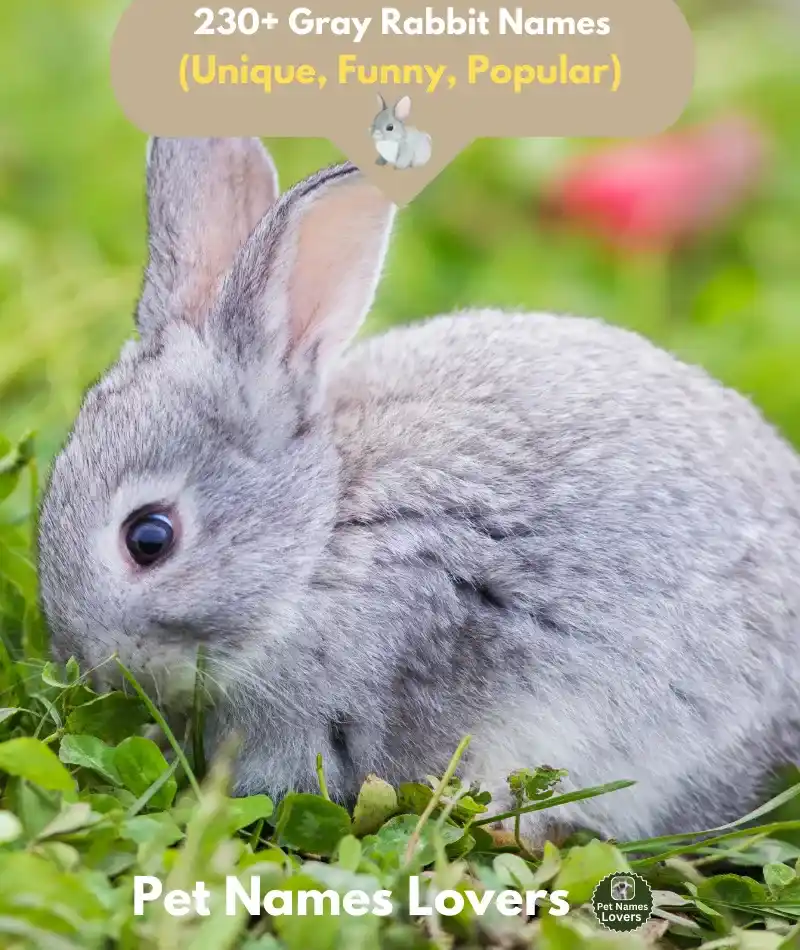 Gray Rabbit Names