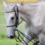 Grey Horse Names