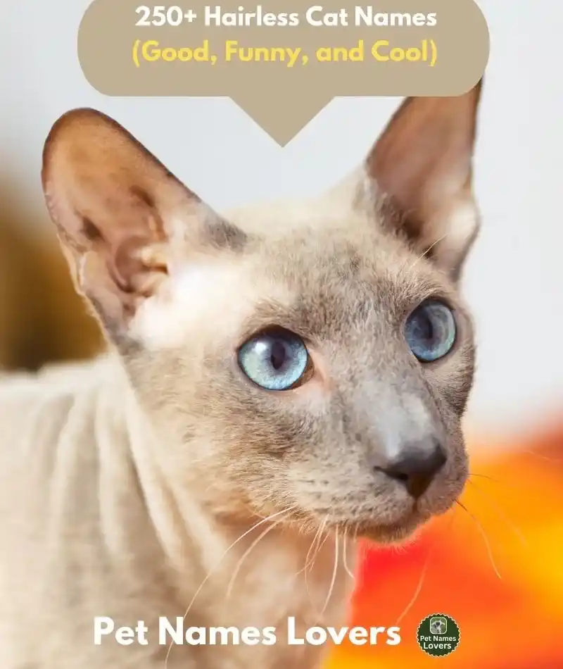 Hairless Cat Names