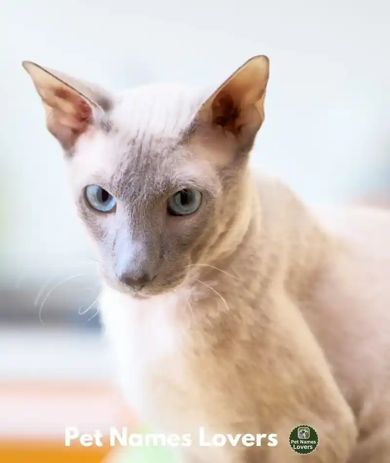 Hairless cat names male