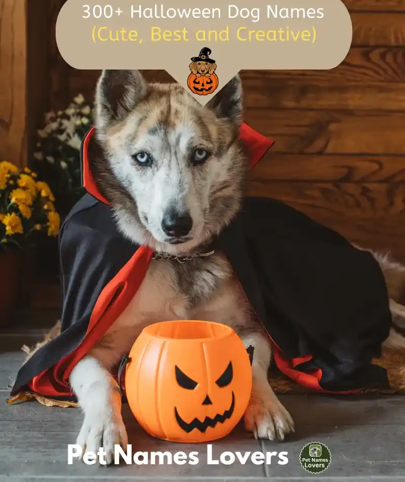 Halloween Dog Names