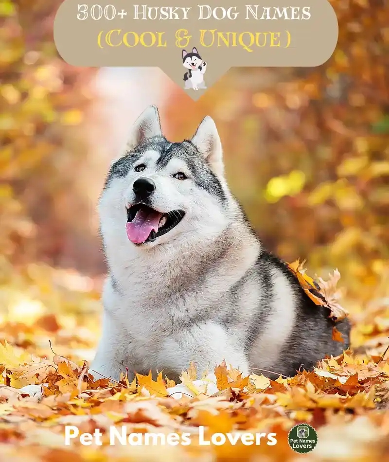 Husky Dog Names