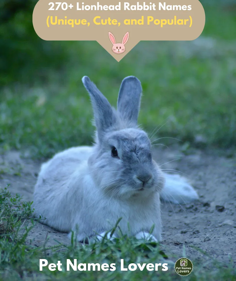 Lionhead Rabbit Names