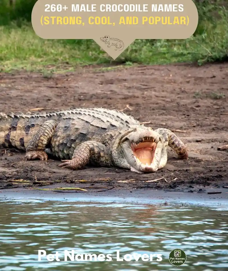 Male Crocodile Names