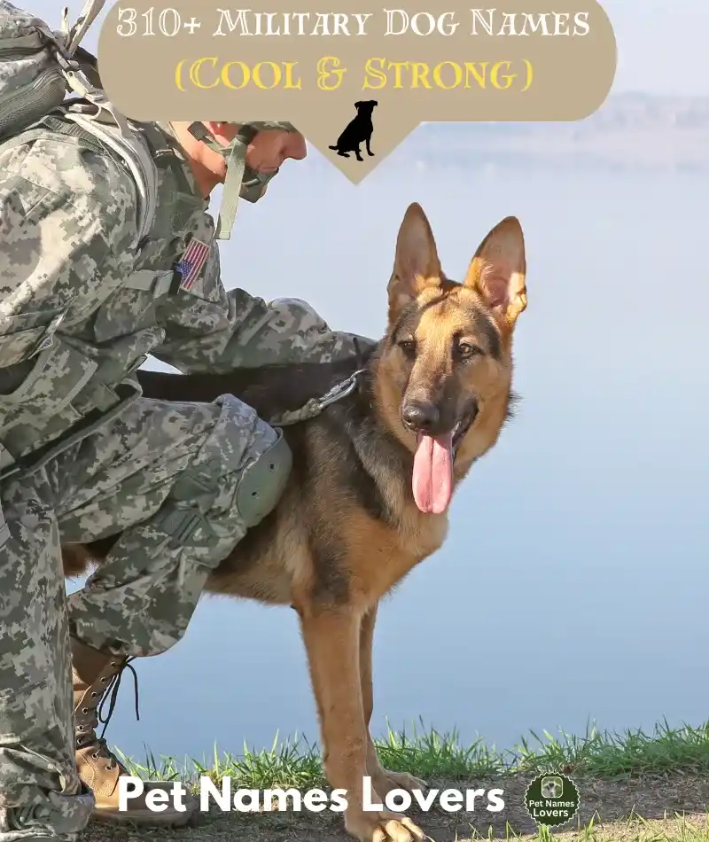 Military Dog Names