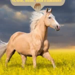 Palomino Horse Name ideas