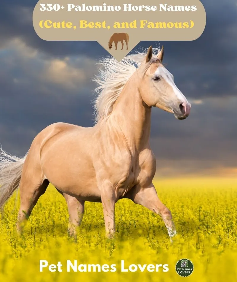 Palomino Horse Name ideas