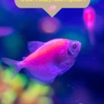 Pink Fish Names